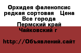 Орхидея фаленопсис редкая сортовая › Цена ­ 800 - Все города  »    . Пермский край,Чайковский г.